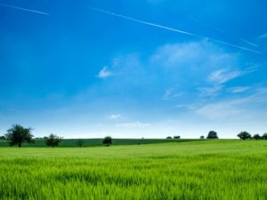 field