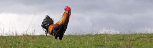 Cockerel pic