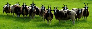 rhh rare sheep